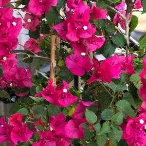 Meet your Posher, Hadia